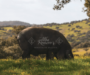 Ruta del Jabugo un viaje gastronomico por los sabores de la Sierra de Aracena y Picos de Aroche