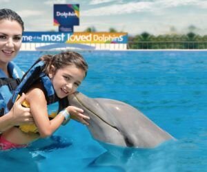 Actividades que hacer en Playa del Carmen: Nado con Delfines y Club de Playa Maroma